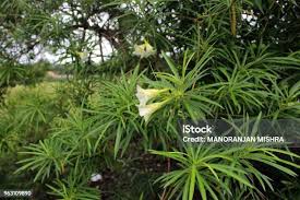 Image result for Cascabela