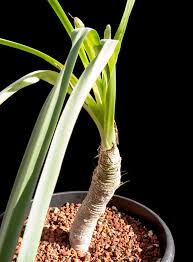 Image result for Trachyandra