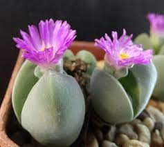 gibbaeum dispar succulents lithops plants
