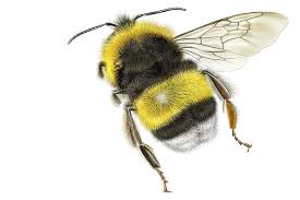 Image result for Bombus cryptarum