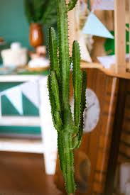 What's more interesting is that in the deserts of peru, there is a cactus that can crawl forward with its roots composed of thorny. African Milk Tree Care How To Care For Your Euphorbia Trigona Potted Pixie