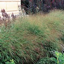Image result for Panicum pusillum