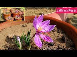 Saffron Ko Gamalon Mein Ugaane Ka Tareeka Urdu Hindi Youtube In 2020 Plant Care Plants Indoor Plants