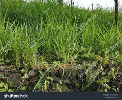 Image result for Digitaria abyssinica