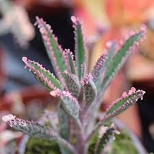 Kalanchoe Diagremontiana Or Mother Of Thousand Kalanchoe Plants Succulents Cacti And Succulents
