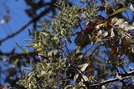 Image result for Combretum collinum