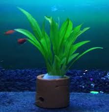 Dibawah ini adalah beberapa jenis tanaman air yang dapat anda pilih untuk akuarium air tawar. Tanaman Air Aquarium Aquascape Amazon Sword Per Pot Lazada Indonesia