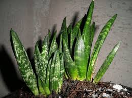 Image result for Sansevieria dawei