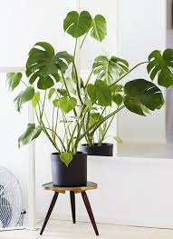 11 Crazy Cool House Plants Trending In 2016 Big Leaf Indoor Plant Plants Indoor Plants