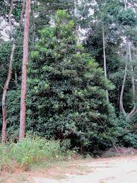 Image result for Oxyanthus goetzei