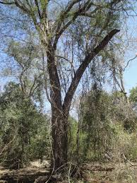 Image result for Newtonia