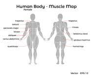 Translating muscle names can help you find & remember muscles. Female Human Body Muscle Map Stock Vector Illustration Of Board Human 104468360