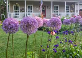 Check spelling or type a new query. Ornamental Alliums Unique Flowers For The Perennial Border Dengarden