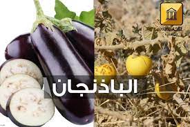 بدأت زراعة الباذنجان في الصين قديما كان الباذنجان ذو أشكال وألوان مختلفة فكان من الطبيعي أن تجد ألونا منه كالأزرق والبنفسجي والأ vegetables eggplant breakfast