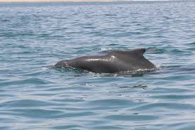Whale And Dolphin Species Guide Whale Dolphin
