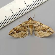 Image result for Pelurga comitata