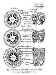 Anatomy Of Flowering Plants Is An Important Chapter In Neet Diagram Based Questions Based On The Secondary Growth Freque Biology Notes Growth Biology Biology