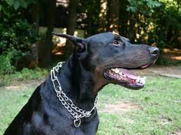 porody chernyh sobak spisok porod s foto i korotkim opisaniem doberman pincher chernye sobaki sobaki
