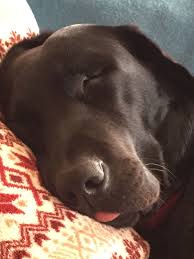 Labrador Retriever Intelligent And Fun Loving Honden Foto S Honden Hond Tekeningen