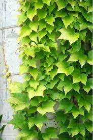 • boston ivy is very hardy, thriving in a wide range of situations (including usda growing zones 4 to 8) and in any aspect, whether sheltered or exposed. Boston Ivy