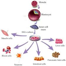 Stem Cell Classifications Stem Cells Stem Cell Therapy Cell Therapy