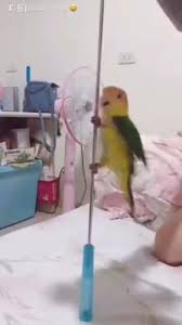 Birds Dancing To Music Pin On Dancing