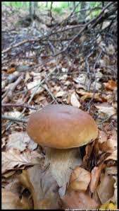 Grzyby trujące czasem bardzo łatwo pomylić z jadalnymi, ponieważ niektóre odmiany różnią się od siebie tylko nieznacznie. Grzyby Fungi Of Poland Mushrooms Grzyby Jadalne Grzyby Trujace Borowik Prawdziwek Prawdziwki Boletus Borowik Szlachetny Mushroom Fungi Stuffed Mushrooms Fungi
