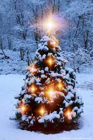 Christmas Tree Outside In The Snow Christmas Lights Christmas House Lights Christmas Tree Pictures