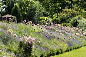 Lavendel Kombinieren Downderry Kurz Jpg 1000 667 Moderner Garten Gartendesign Ideen Lavendelgarten