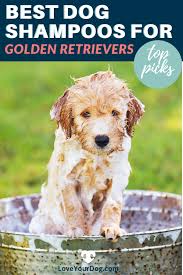Best Dog Shampoo For Golden Retrievers Ratings Reviews In 2020 Best Dog Shampoo Puppy Grooming Bathing A Puppy