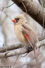 Cardinal is a vivid red, which may get its name from the cassocks worn by catholic cardinals (although the color worn by cardinals is scarlet). Cardinal By Seepea Colorful Birds Backyard Birds Beautiful Birds