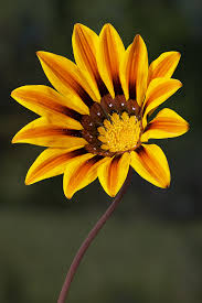 It's superb in garden beds and borders, as an edging plant, and in containers. Gazania Wikipedia