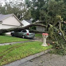Are you looking for a professional stump removal service in lithia, fl? Jw Tree Service Tree Trimming Cutting And Dangerous Tree Removal Brandon Lithia Fl