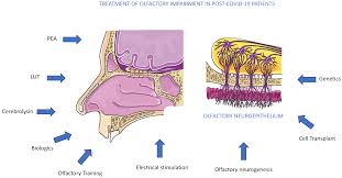Image result for Drug-Induced Olfactory Dysfunction