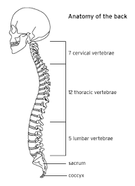4 separate vertebrae before birth which fuse together into 1 bone during early years of life. Simple Spine Drawing At Paintingvalley Com Explore Collection Of Simple Spine Drawing