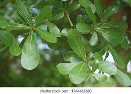 Image result for Terminalia mantaly
