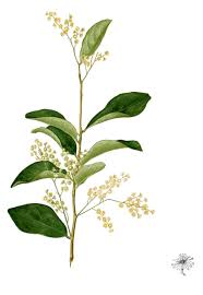 Image result for Homalium