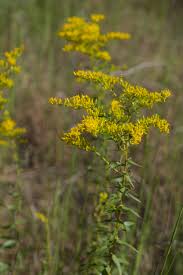 Image result for Solidago