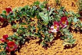 Image result for Harpagophytum procumbens