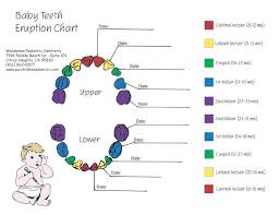 Printable Dental Tooth Chart Bedowntowndaytona Com