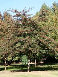 Image result for Hawthorn