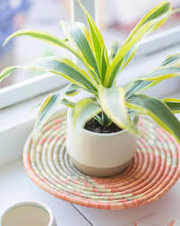 Dracaena Lemon Lime Photo By Dalla Vita Houseplant Types Of Houseplants House Plants Houseplants