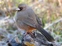 See how individual species are distinguished by typical or unique. California Towhee Sounds All About Birds Cornell Lab Of Ornithology