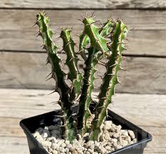 Image result for Euphorbia griseola