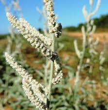 Image result for Aerva