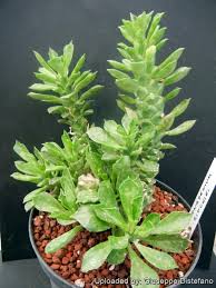 Image result for Euphorbia davyi