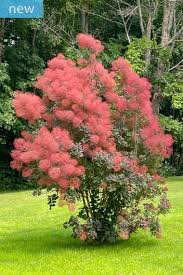 Image result for Ixora mildbraedii