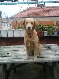 Adi Hurrem Irki Golden Retriever Cinsiyet Erkek Kopek Bursa Alaadinbey Koy Barinagindan Sahiplendim Cok Simarik Ama Cok Sev Golden Retriever Retriever