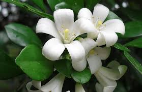 Hydrangea (hortensia) este o planta foarte decorativa, cu flori mari in forma de buchet. Philadelphus Iasomie Pomi Ciumbrud Pomi Frunctiferi Vita De Vie Si Trandafiri De Vanzare