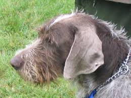 Image result for slovenský ohař hrubosrstý